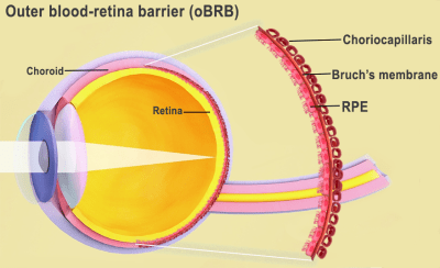 Eye with outer blood retina barrier